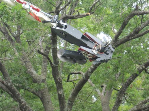 tree trimmer service near me